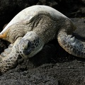 Suppenschildkröte (Chelonia mydas)